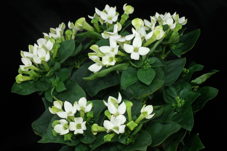 نگهداری و پرورش گل بوواردیا